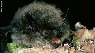 Study Says 'Ugly' Animals Shunned by Science