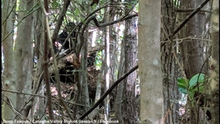 Bigfoot Spotted in North Carolina?