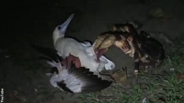 Watch: Crab Filmed Hunting a Bird