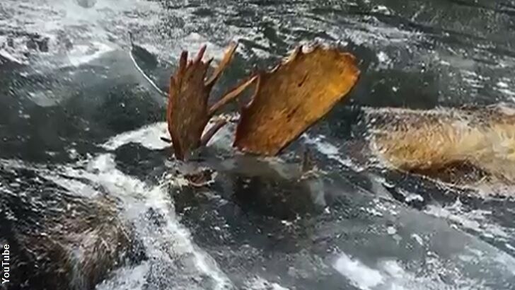 Video: Frozen 'Moose Battle' Found in Alaska