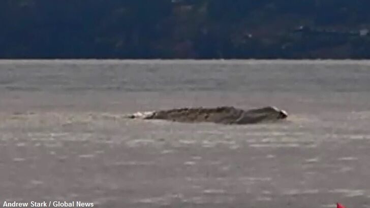 Video: Ogopogo Spotted Again?