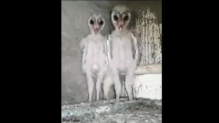 Watch: 'Alien' Owls Filmed in India