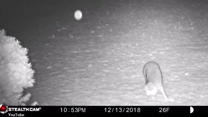 Watch: Odd Orb Frightens Fox?