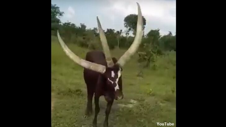Watch: Bizarre Three-Horned Cow Spotted in Uganda