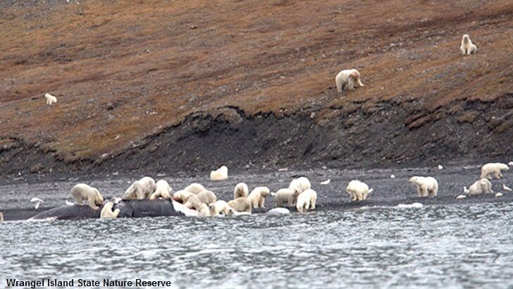 Polar Bear Herd Spotted Feasting