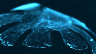 Artificial Jellyfish Created