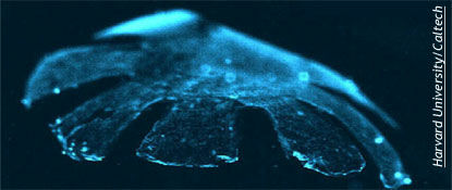 Artificial Jellyfish Created
