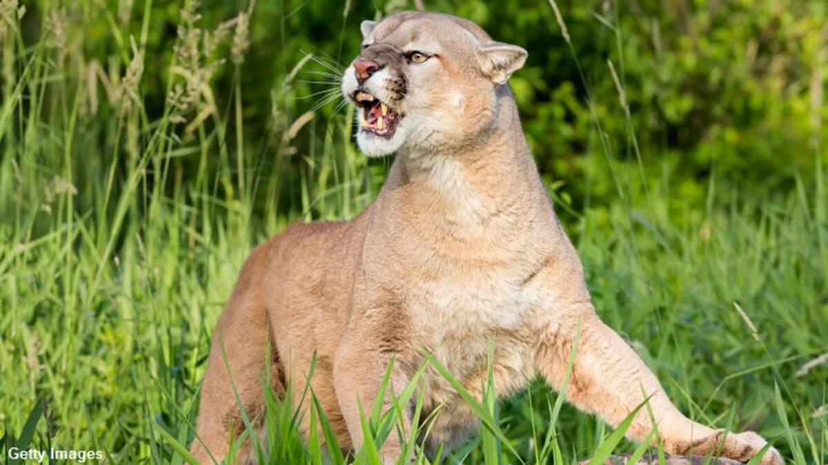Colorado Jogger Attacked by Mountain Lion Kills Creature in Self
