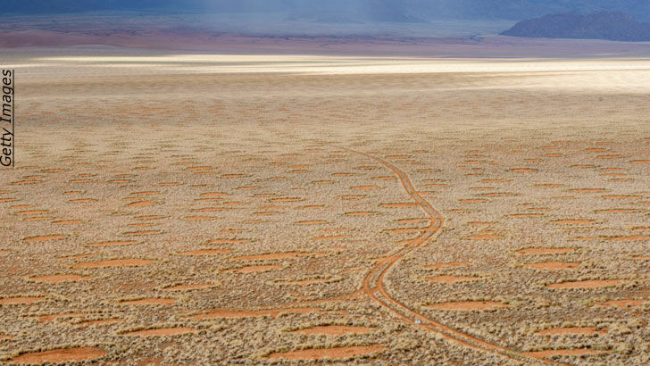 Fairy Circles Share Pattern with Zebrafish Cells