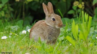 Serial Rabbit Killer Terrifies Town