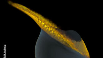 'Big Splat' Collision May Have Created Moon