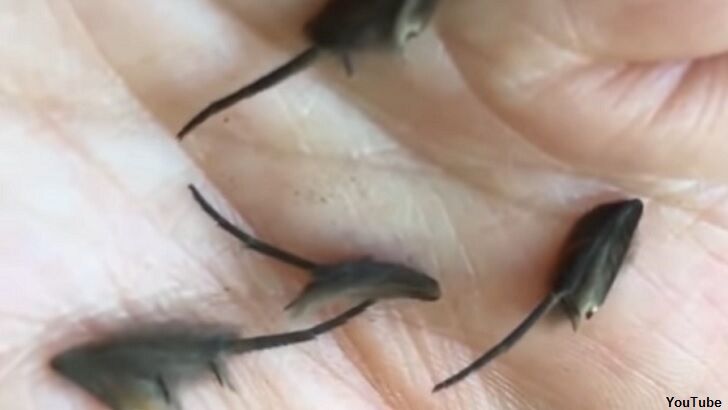 Video: Creepy Mystery Creatures Found in New Zealand Kitchen