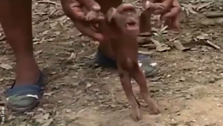 Bizarre 'Monkey Pig' Born in Cuba