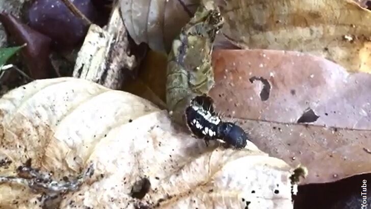 'Shelled' Caterpillar Found in Peru