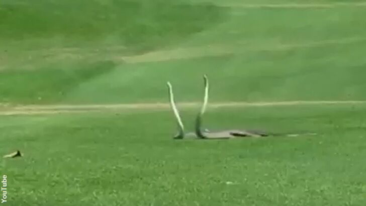 Video: Snake Fight Stops Golf Game