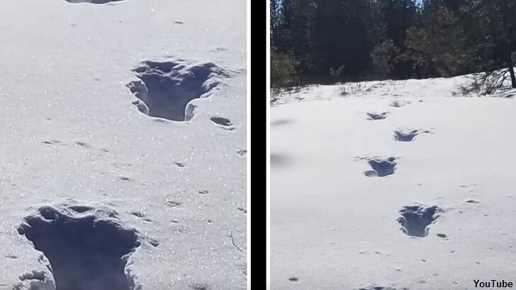 Video: Set of Sasquatch Tracks Found?