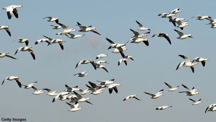 'Freak Accident' Kills Over 100 Geese in Idaho