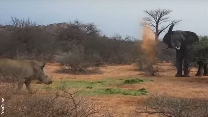 Watch: Elephant Drives Off Rhinos