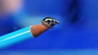 Tiny but Toxic Frogs