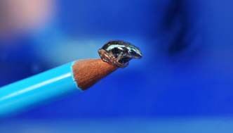 Tiny but Toxic Frogs