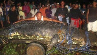 Giant Crocodile Captured