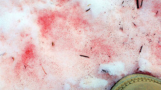 Don't Eat the Pink Snow