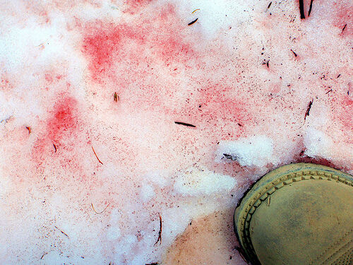 Don't Eat the Pink Snow