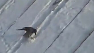 Video: 'Snowboarding' Crow