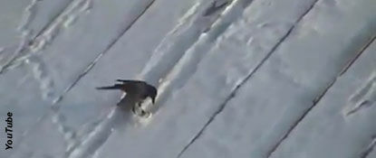 Video: 'Snowboarding' Crow