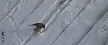 Video: 'Snowboarding' Crow