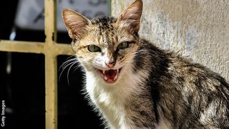 Feral Cats Break Into Research Facility to Eat Remains