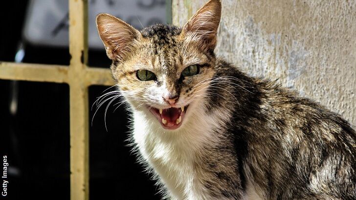 Feral Cats Break Into Research Facility to Eat Remains