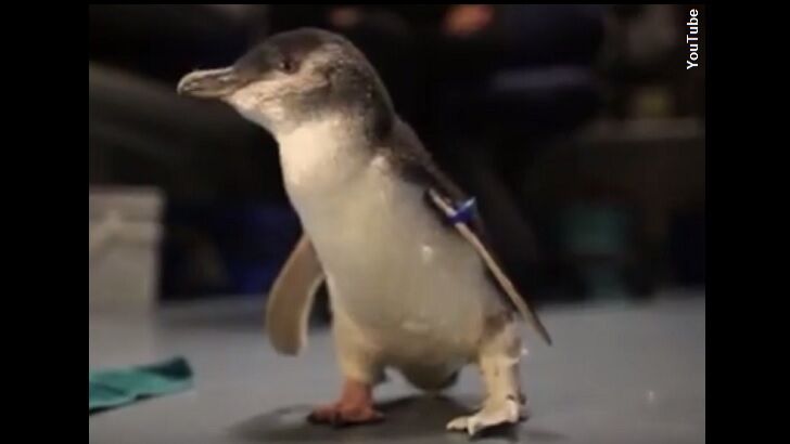 Watch: Amputee Penguin Gets Futuristic Foot