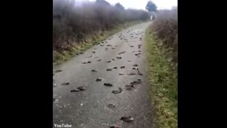 Welsh Bird Kill Mystery Solved