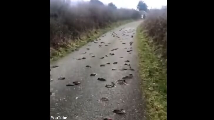 Watch: Hundreds of Birds Die Under Mysterious Circumstances in Wales