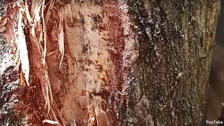 'Face of Jesus' Spotted on Tree Trunk