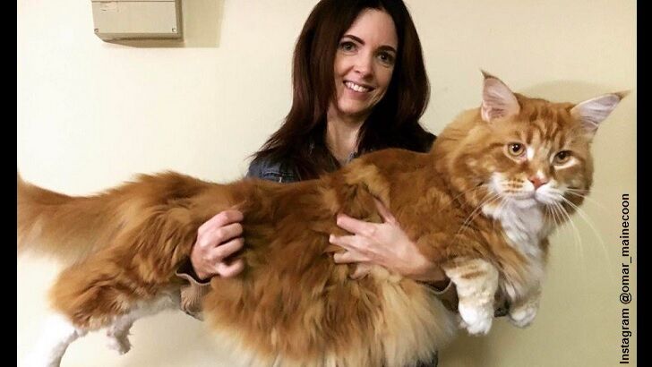 Giant Cat May Be World's Longest