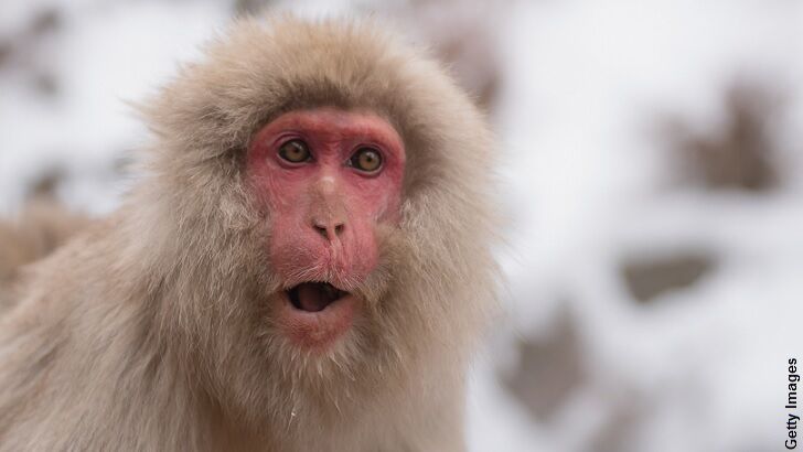 Video: Listen to the 'Voice' of a Monkey