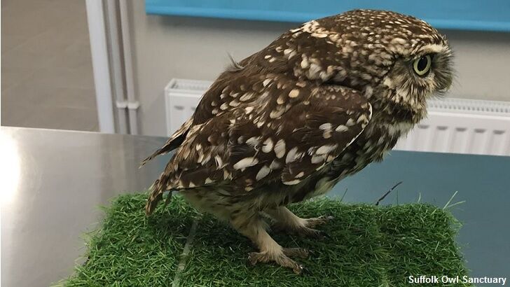 Owl 'Too Fat to Fly' Rescued in England