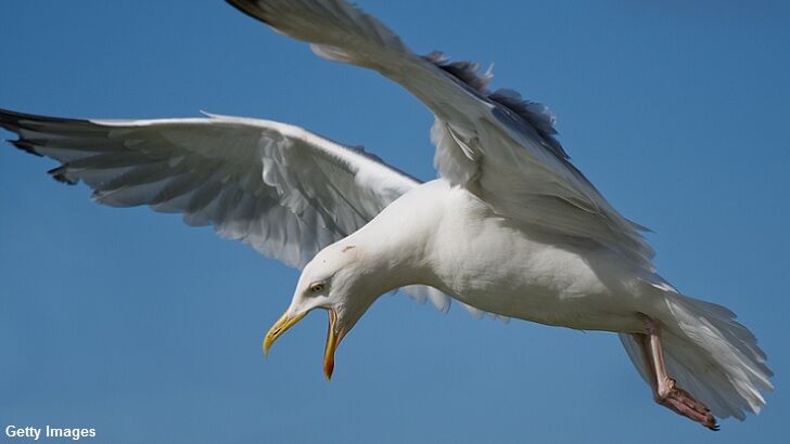 Seagull Snatches Dog in England