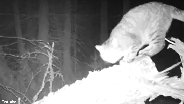 Watch: Monstrous Wildcat Filmed in Scotland