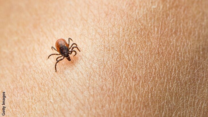 Runaway Tick Causes Panic at Press Conference in Japan