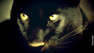 Alkaline Diet/ Mystery Panthers