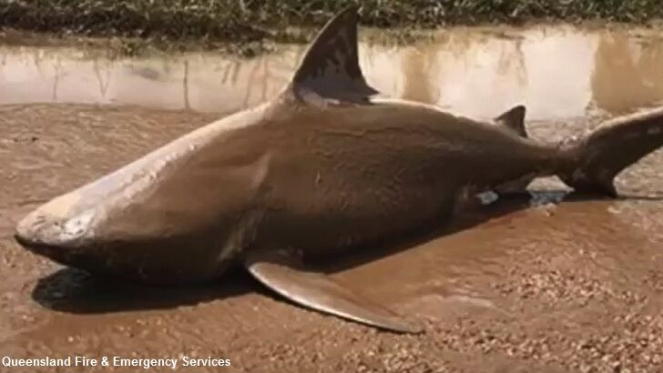 Shark Gets Snagged by Cyclone