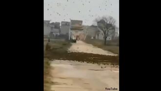 Watch: Enormous Flock of Sparrows Block Road to Village in China
