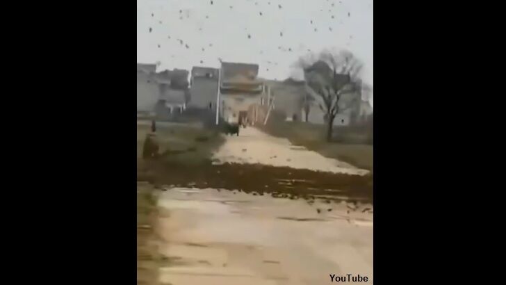 Watch: Enormous Flock of Sparrows Block Road to Village in China