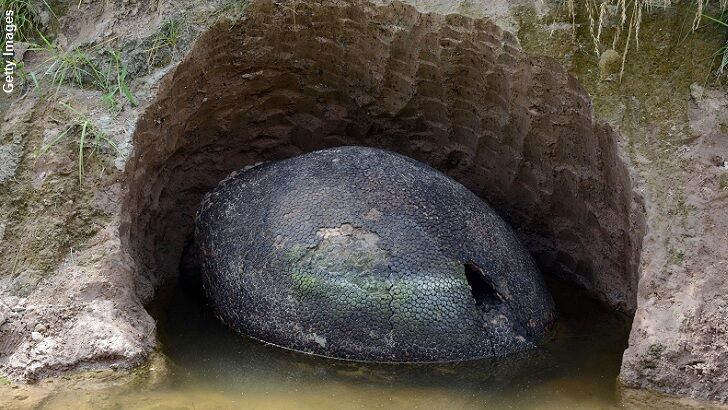 Giant Prehistoric Shell Discovered in Buenos Aires