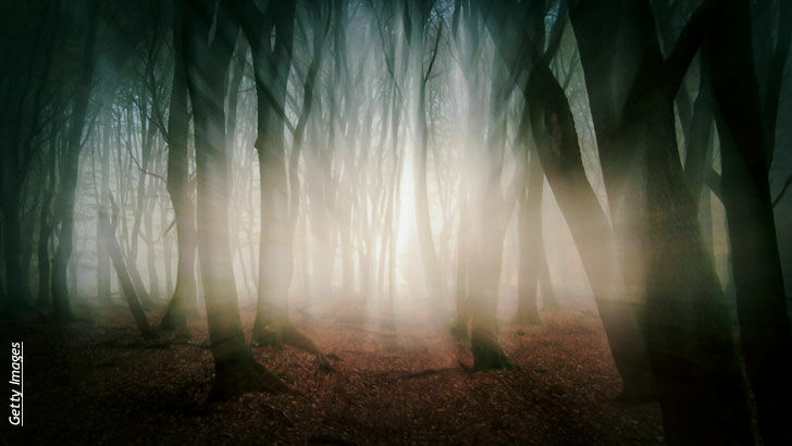 Predators in the Woods/ Open Lines