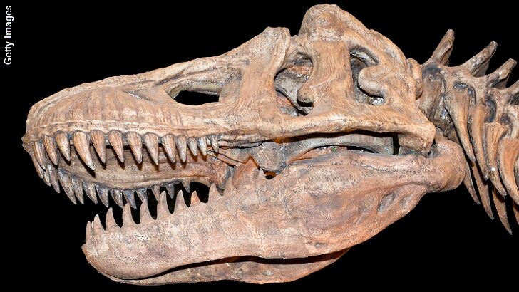 Mongolia Reclaims Pilfered Tyrannosaurus Skull