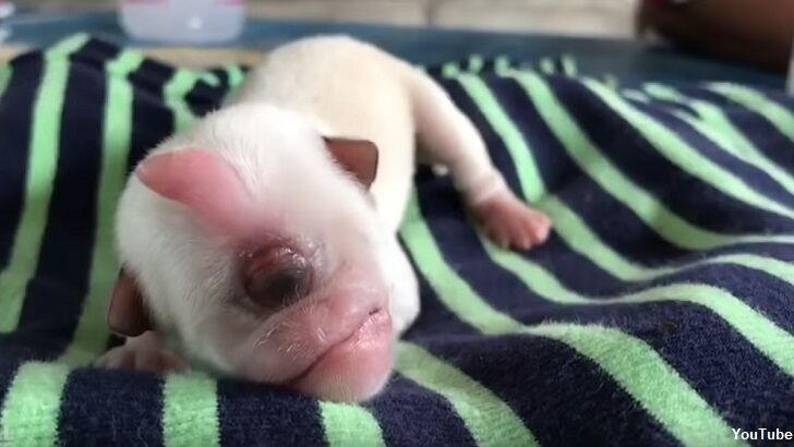 Video: Cyclops Puppy Born in Thailand